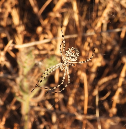 Lobed Argiope