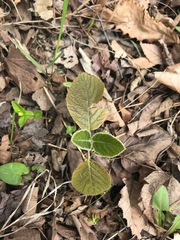 Magnoliopsida