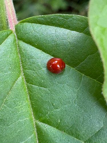 Red Chilocorus