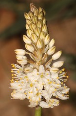 Bulbinella barkerae