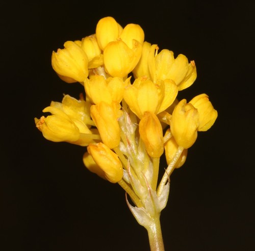 Image of Bulbinella triquetra by (c) Brian du Preez, some rights reserved (CC BY-SA)