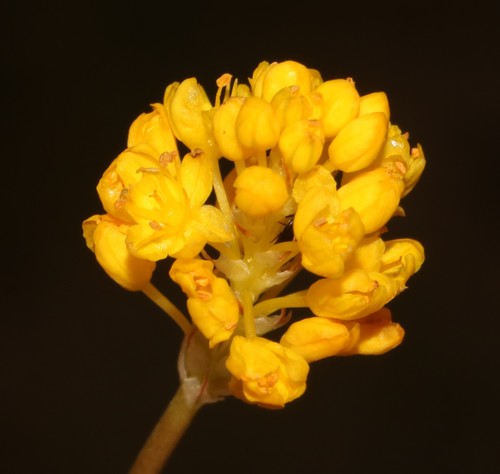 Image of Bulbinella triquetra by (c) Brian du Preez, some rights reserved (CC BY-SA)