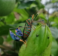 Diactor bilineatus