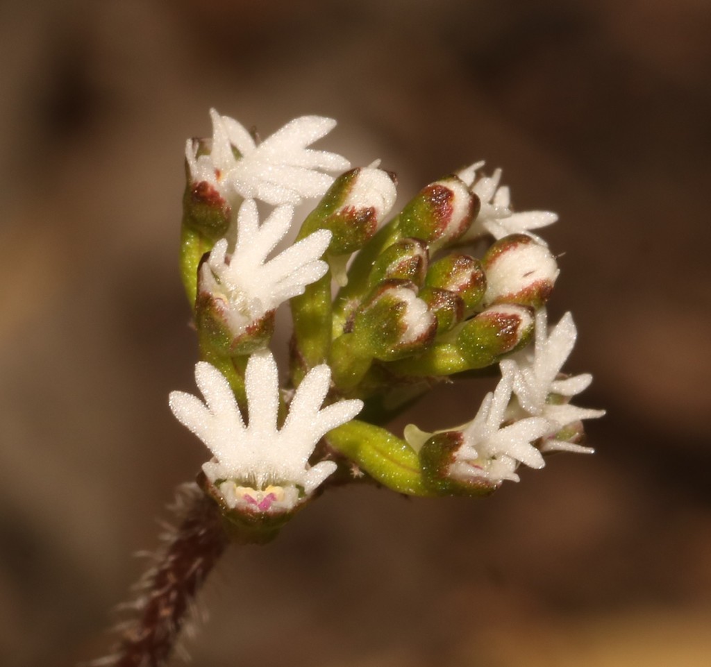 Holothrix mundii