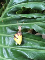 Amphidromus perversus