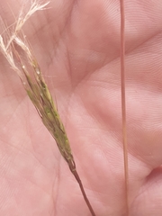 Bothriochloa macra