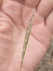 Bothriochloa macra