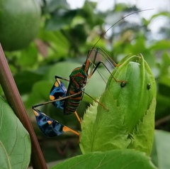 Diactor bilineatus