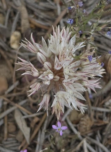 Allium atrorubens, photograph 2