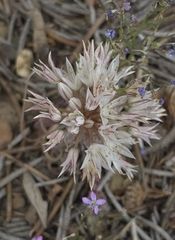 Allium atrorubens, photograph (c) Cristhian Mace, some rights reserved (CC BY)