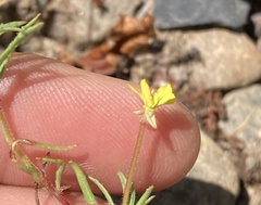 Camissonia contorta, photograph (c) Adam J. Searcy, some rights reserved (CC BY)