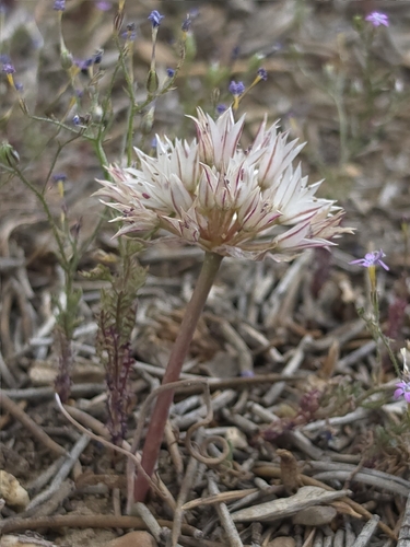 Allium atrorubens, photograph 3