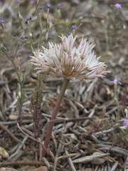 Allium atrorubens, photograph (c) Cristhian Mace, some rights reserved (CC BY)