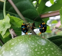 Diactor bilineatus