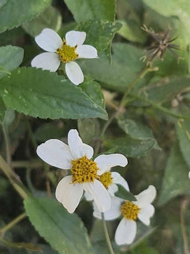 Bidens odorata