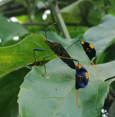 Diactor bilineatus