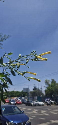 tree tobacco