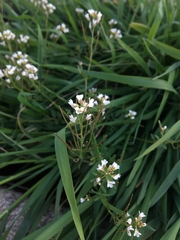 Brassicaceae
