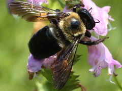 Xylocopa virginica