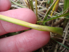Botrytis