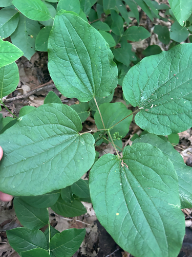 Smilax ecirrhata, photograph 1
