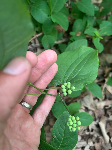 Smilax ecirrhata, photograph 2