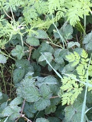 Microtus californicus