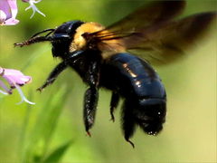 Xylocopa virginica