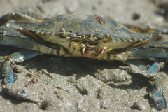 Callinectes pallidus