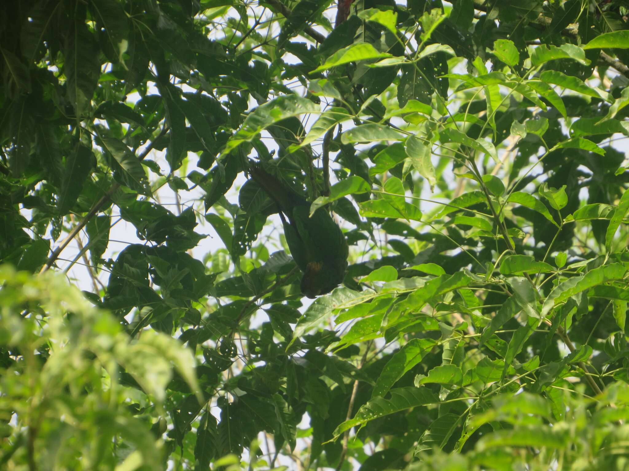 Ochre-marked Parakeet (Pyrrhura cruentata), photo 3