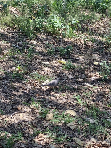 Inca Dove