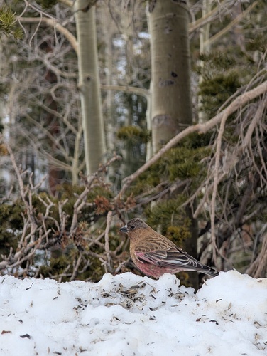 Brown-capped Rosy Finch (Leucosticte australis), photo 6