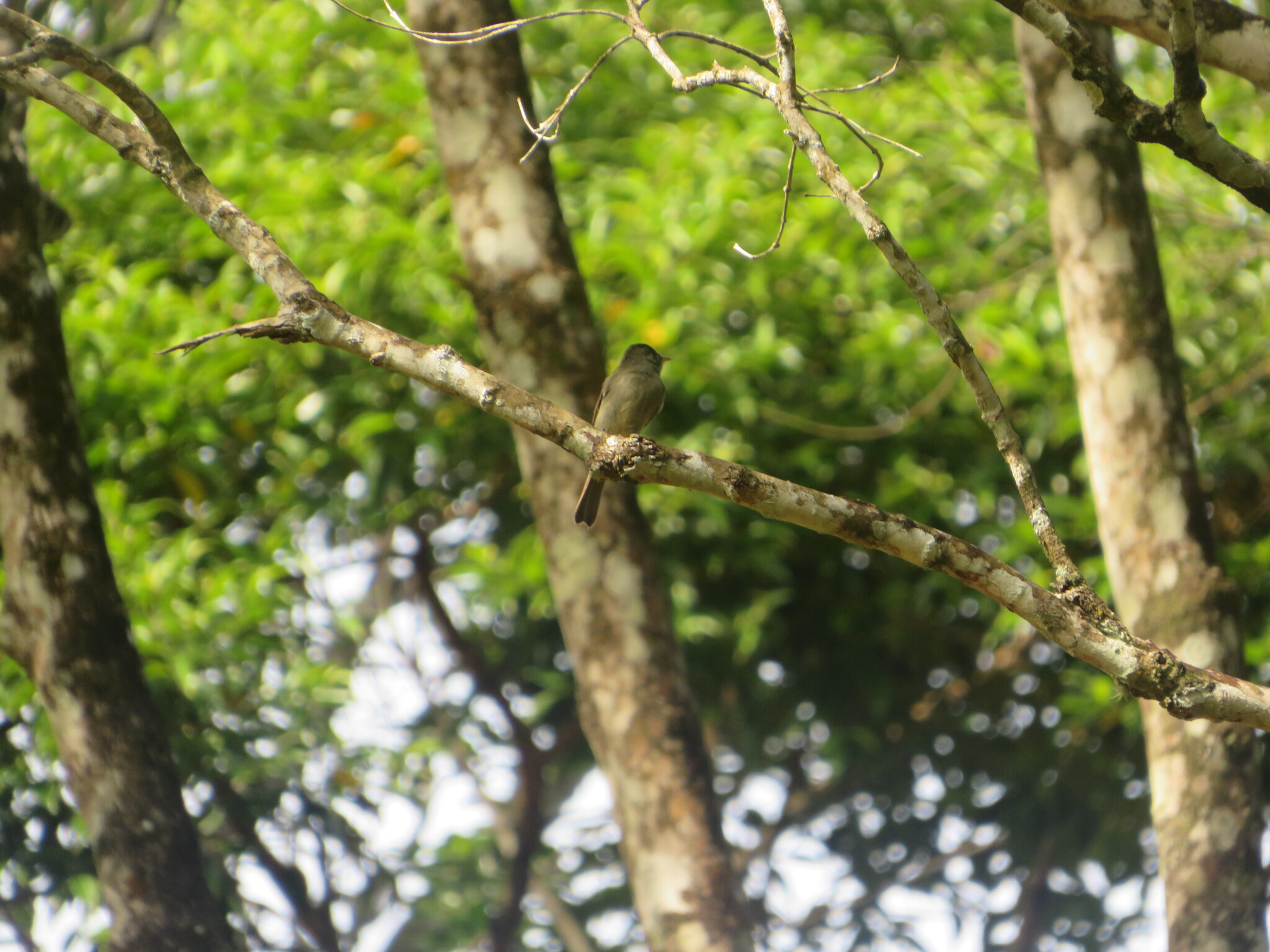 Southern Tropical Pewee (Contopus cinereus), photo 10