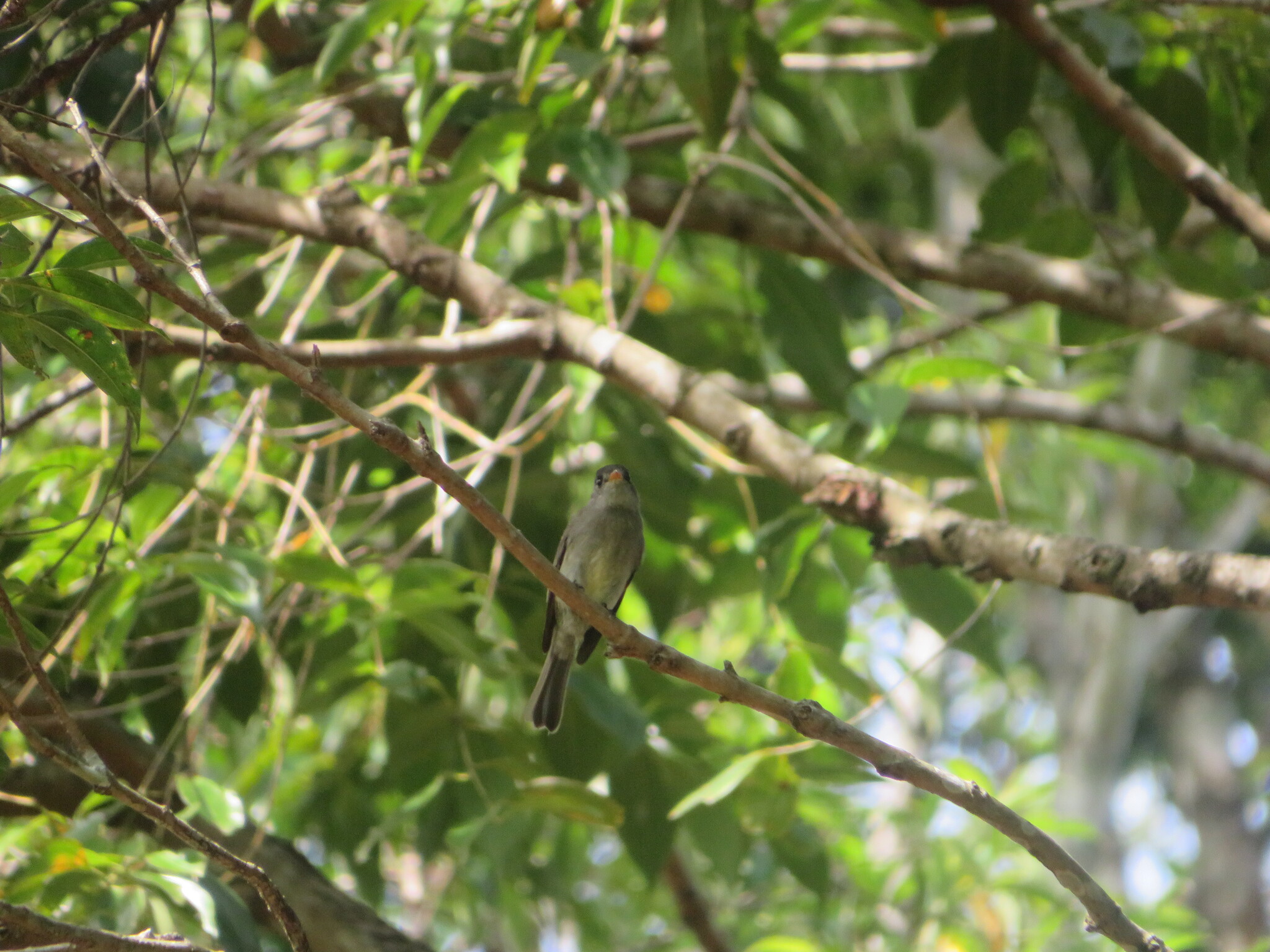 Southern Tropical Pewee (Contopus cinereus), photo 9