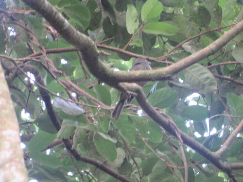 Greyish Mourner (Rhytipterna simplex)