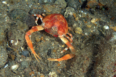 Myra grandis