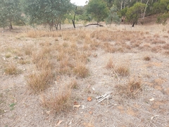 Bothriochloa macra