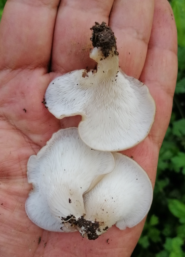 Hohenbuehelia petaloides · April 2020 · photo: © heimatlos (iNaturalist, cc0)