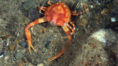 Myra grandis