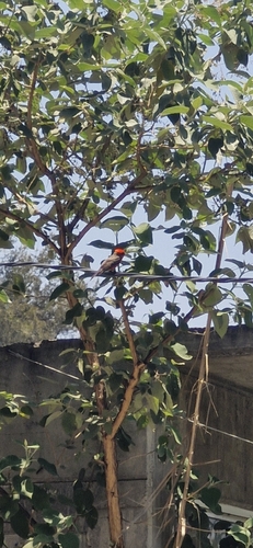 Vermilion Flycatcher