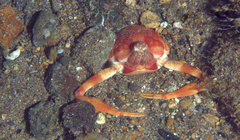 Myra grandis