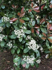 Photinia × fraseri