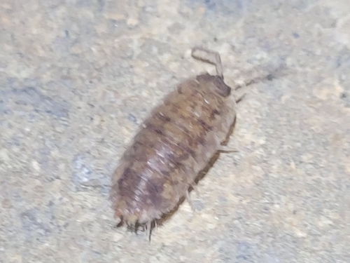 Common Rough Woodlouse