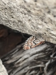 Stamnodes modocata