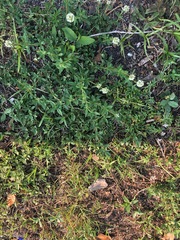 Spermacoce verticillata