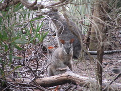 Notamacropus eugenii