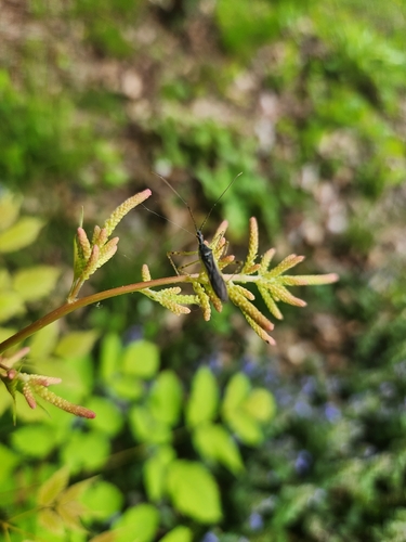 Pale Green Assassin Bug