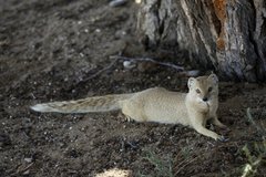 Cynictis penicillata