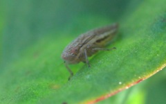 Macustus grisescens