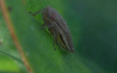 Macustus grisescens